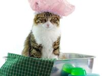 Груминг, Гигиена, Косметика